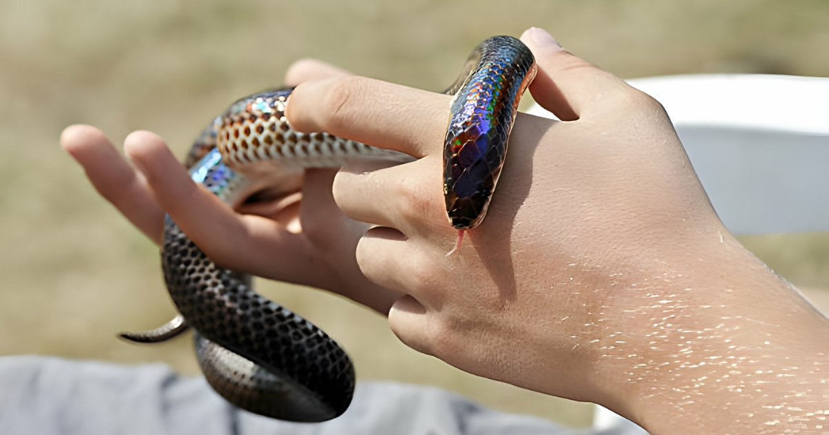 What is Antivenom and How Does It Work?