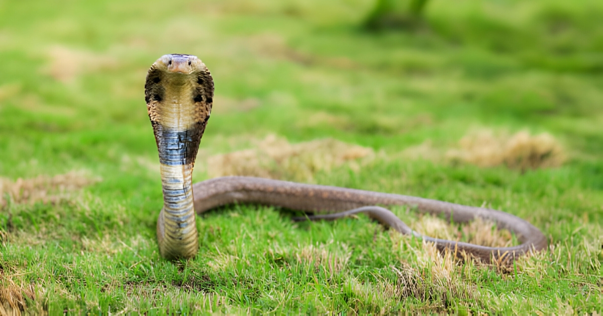 Overview of Essential Components in Snake Bite Kits
