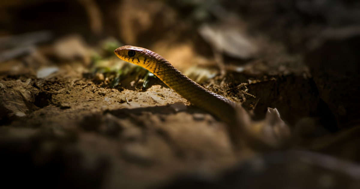 Essential Tips for Preventing Snake Bites in Your Backyard
